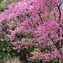 하동호국공원 | 국립서울현충원 벚꽃 명소 완벽 가이드 2026 | 추천 방문 시기 + 주변 맛집 총정리