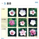 푸른 버들 민속 가무단 | 아욱목 아욱과에 속하는 낙엽 활엽수 관목으로, 무궁화속(Hibiscus)의 모식종이다. 학명은 Hibiscus...