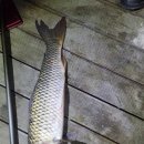 조마낚시터 이미지