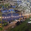 단운천교 | 🌸벚꽃과 푸드트럭이 만났다! 2025 청주 무심천 벚꽃길 푸드트럭 축제 현장 후기🌸
