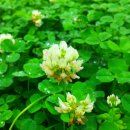 세잎클로버 이미지