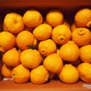 현주네농장 이미지