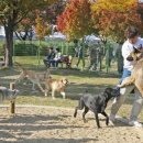 동락공원 반려동물 놀이터 이미지