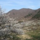 순천향매실마을 이미지