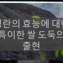 명란의 효능에 대한 특이한 쌀 도둑의 출현 이미지