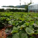 이경옥밥상 이미지