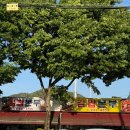 김밥본부 이미지