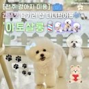 견생묭실 | 전주 애견미용 잘하는 곳 아토살롱 전주비숑미용추천 전주만성동 아토살롱 위생미용 전주 위생미용 전주...