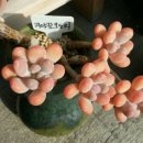 가조온천다육이