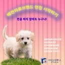 반려동물의상제작 이미지