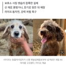 ‘안락사 없는 보호소’ 믿었는데…강아지들 ‘생매장’ 됐다 이미지