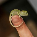 카멜레온 이미지