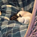 UR(목포시)-[양을로]-상-3 | 목포 고양이카페 마샤 자유로운 고양이들 구경 내돈내산 후기