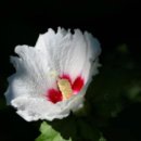 사파동273 이미지