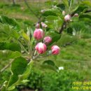 금바우골 이미지