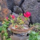 소박한바당쉼터 이미지