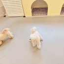 올어바웃도그 이미지