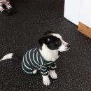 견고하개 이미지