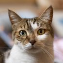 고양이눈 이미지