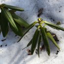 불로초목장 | 오지산행후기(285차) 대관령삼양목장/동해전망대