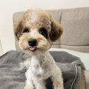 그리다 펫살롱 이미지