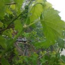 성골 농원 이미지