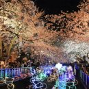 버스정류소_홀트아동복지회 | 진해군항제 셔틀버스·주차 2026 완벽 정리 | 지금 바로 확인