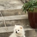 맵시나세탁소 이미지