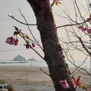 고성국화꽃향기 이미지