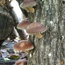 사은농장 이미지