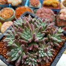 베리그리니