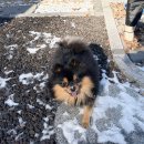 도그앤츄 이미지