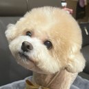 샤샤살롱 지제동삭점 이미지