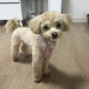 동그랑 애견 미용실 이미지