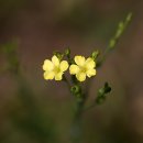 난초목장 이미지