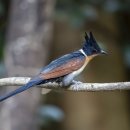 밤색날개뻐꾸기 Chestnut-winged Cuckoo 이미지