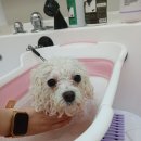 소풍애견미용 | 안양 애견미용 댕며들개 / 스트레스 최소화 비숑미용