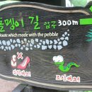 제주 평대리 비자나무 숲 이미지