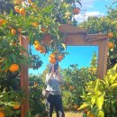 남원읍-94 | [제주여행] 서귀포 가볼만한곳 창고96 감귤체험카페 솔직후기