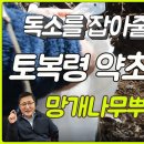 금산약초 이미지