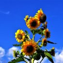 해바라기 이미지