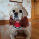 미미네강아지 이미지