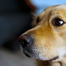 중앙119구조본부 | #3961.(대구)중앙119구조본부 공무직근로자(사육관리) 채용 공고