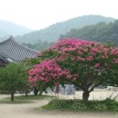 백일홍스테이 이미지