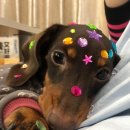 강아지사랑 이미지