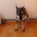 베이직 동물병원 이미지