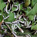 뽕잎과칼국수 이미지