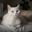 별그루밍 | 고양이 임신 주차별 변화 상세 가이드: 몸의 변화와 고양이 종류별 차이