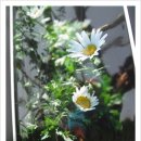 파란꿈유치원 이미지