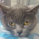 블루동물종합병원 이미지